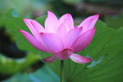 gelunix lotus,kamal gatta Seed(14 per packet)