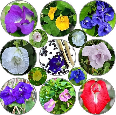 isarkars ™️Aparajita (Butterfly Pea) Flower Seeds Best for Gardening Seed(14 per packet)