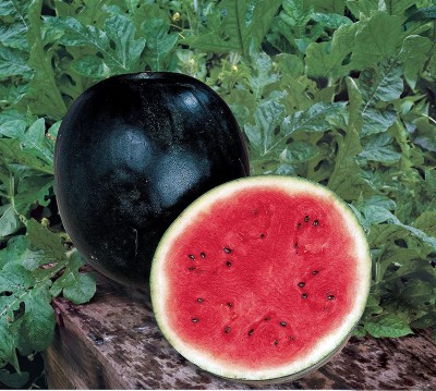 VibeX GBPUT-10 - Sugar Baby Watermelon - (450 Seeds) Seed(450 per packet)