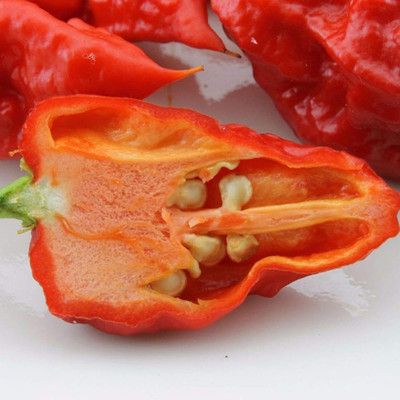 KNESSiN Carolina Reaper Chilli Seed(1250 per packet)