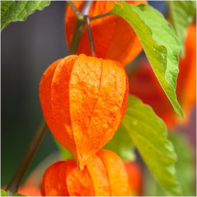 WILLVINE ™ Chinese Lantern (Physalis Alkekengi)-2000 SEEDS Seed(2000 per packet)