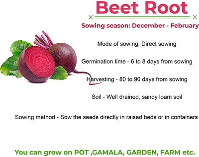 WILLVINE Detroit Dark Red Beetroot Seeds-[600 Seeds] Seed(600 per packet)