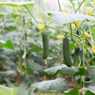 CYBEXIS Plant Delicious Green Cucumber Seeds2000 Seeds Seed(2000 per packet)