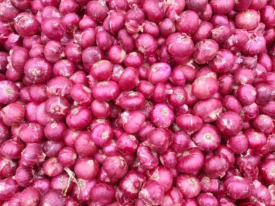 Qualtivate EXL-4AT F1 Hybrid Onion Red Nashik Seed(500 per packet)