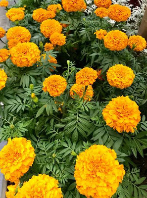 Bharath Agencies marigold/gende ka phool flower seeds Seed(75 per packet)