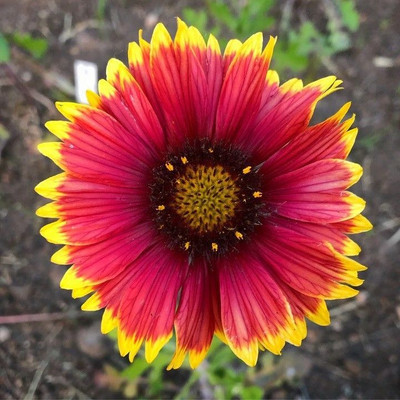 Avysa Blanket Flower Gaillardia Seed(70 per packet)