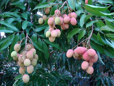Aywal Lychee Fruit Hybrid Seed(17 per packet)