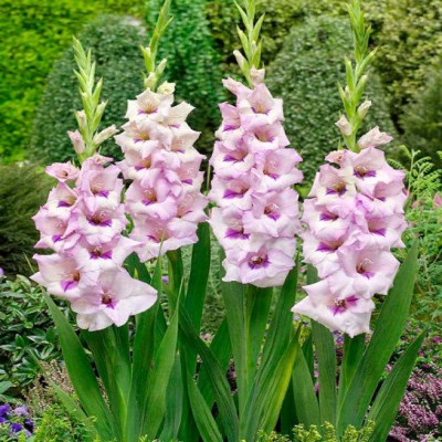 VibeX VXI-36 - Mixed Gladiolus Flower Bulb - (24 Bulbs) Seed(24 per packet)