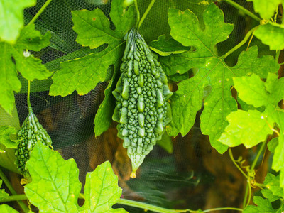 Cloud Farm ™ karela seeds hybrid, bitter gourd seeds|uchhe Seed(27 per packet)