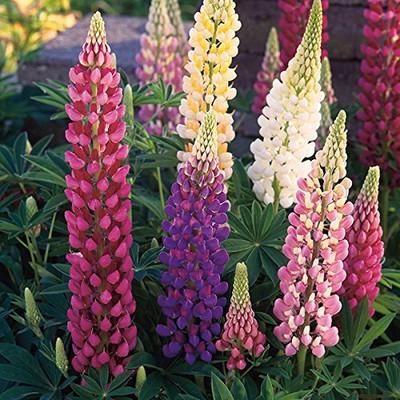 Aywal Lupin Russell Special Mixed Seed(50 per packet)
