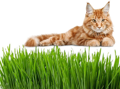 KNESSiN Cats Wheatgrass Growing Kit[2000 Seeds] Seed(2000 per packet)