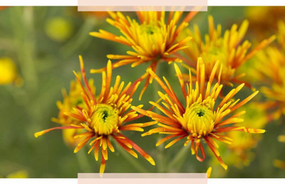 Quentova Chrysanthemum Flower Quilled Bloom-10S-VIC Seed(50 per packet)