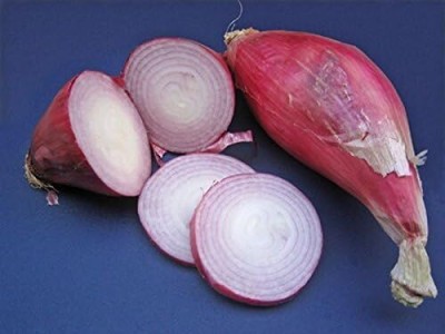 Qualtivate PUAS-1A Onion - Long Torpedo Shaped Rose Seed(500 per packet)