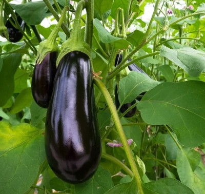 UGRA Organic Eggplant Black Beauty Seed(500 per packet)