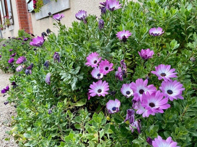 Lorvox DIMORPHOTHECA WHITE OPEN POLLINATED Seed(40 per packet)