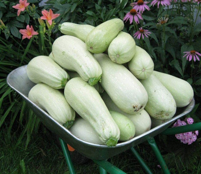 CYBEXIS LX-13 - Zucchini Bush Type White - (675 Seeds) Seed(675 per packet)