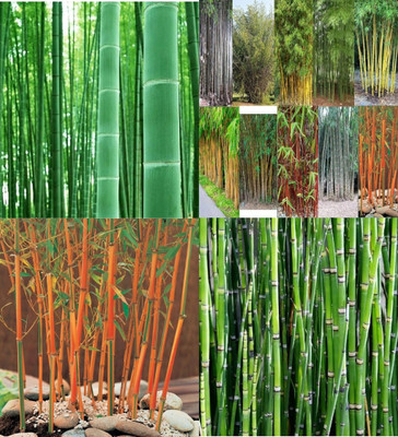 ibains Bambusa bamboo seeds biij 20 Seed(20 per packet)