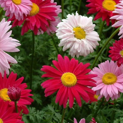 BDSresolve Chrysanthemum flower mix seeds PACK OF 19 Seed(19 per packet)