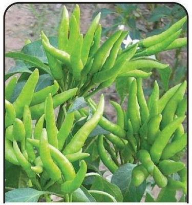 Pbevergreen GREEN CHILLI Seed(25 per packet)