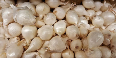 WILLVINE TLX-1417 White Onion Seeds For Planting-3000 Seeds Seed(3000 per packet)