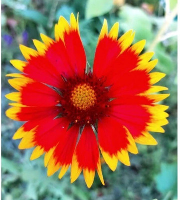 Quentova Gaillardia Pulchella-KTL-7E Seed(75 per packet)