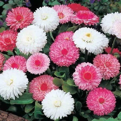 CYBEXIS KGF -3 - Daisy-Pomponent Red Flower Mixed High Germination - (540 Seeds) Seed(540 per packet)