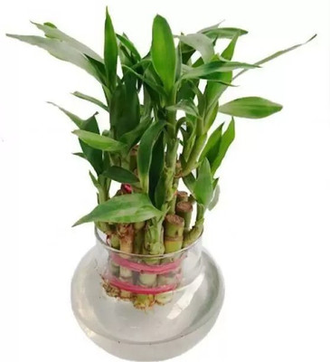 MAA Bamboo, Lucky bamboo Seed(75 per packet)
