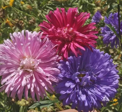 MAA Aster Princess Seed(15 per packet)