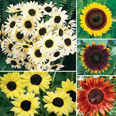 CYBEXIS GBPUT-44 - Ultimate Sunflower Collection - (1350 Seeds) Seed(1350 per packet)