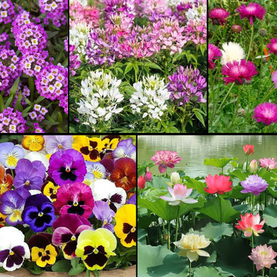 EARTHLY PRODUCTS Alyssum, Cleome, Pansy, Sweet Sultan, Lotus Flower Seeds Combo (500+) Seed(50 g)