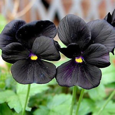 Aywal Pansy Viola Mixed Flower Seed(70 per packet)