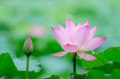Kritharth Creation lotus,kamal gatta Seed(15 per packet)