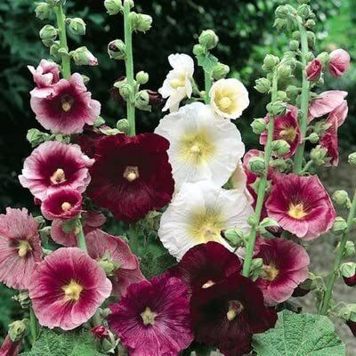 Aywal Hollyhock Hybrid Seed(60 per packet)