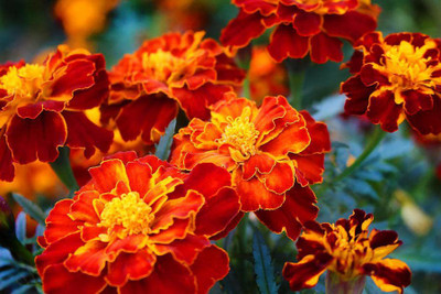 KANAYA Marigold Flower Seed(550 per packet)
