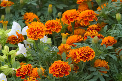 VENUS ONLINE marigold/gende ka phool flower seeds Seed(50 per packet)