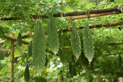 VNR Fresh VNR Bittergourd Hybrid Quality Vegetable Seed(10 per packet)