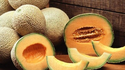 KNESSiN American Musk Melon Golden (Orange Flesh)-{400 Seeds} Seed(400 per packet)