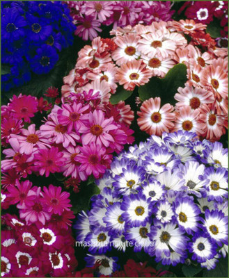 XOLDA Salvia Seed(21 per packet)