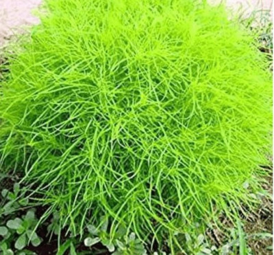 UGRA Kochia Seeds Seed(20 per packet)