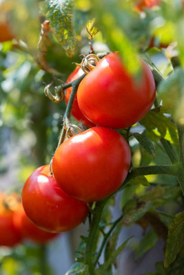 seedx tomato Seed(110 per packet)