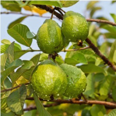 Aywal Taiwan Guava Hybrid Seed(45 per packet)