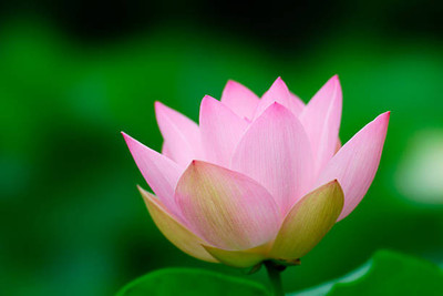 Naturo lotus,kamal gatta Seed(10 per packet)