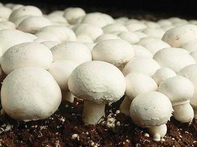rrr Button mushroom seed,Healthy,Vegetable Seed(200 g)