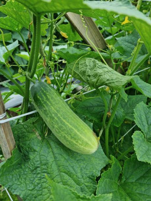 AFARTIOBINA 63 PCS CUCUMBER SEEDS Seed(63 per packet)