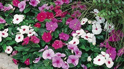 Aywal Vinca Deep Red/ Sadabahar Seed(60 per packet)