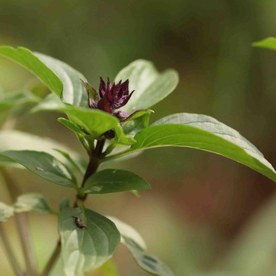 KNESSiN Time CAPSULES Thai Sweet Basil (Ocimum basilicum) [400 Seeds] Seed(400 per packet)