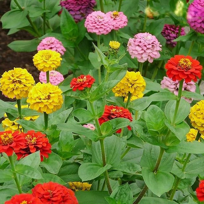 jkfarm Zinnia Mixed color Flower seed for Gardening Seed(27 per packet)