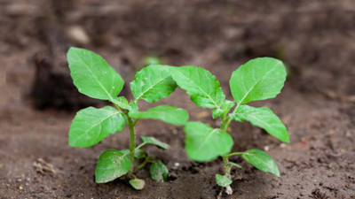 LPR TULSI, BASIL SEEDS Seed(20 per packet)