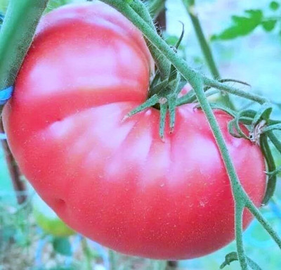 Biosnyg High Germination Pink Giant Tomato Seeds For Kitchen Gardening - (4000 Seeds) Seed(4000 per packet)