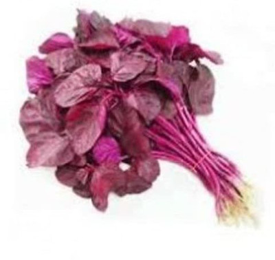 KANAYA Red/Cholai Red Saag Seed(45 per packet)